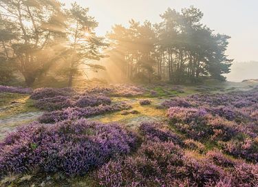 Lodge nature (4 personnes) avec wellness privé - 45