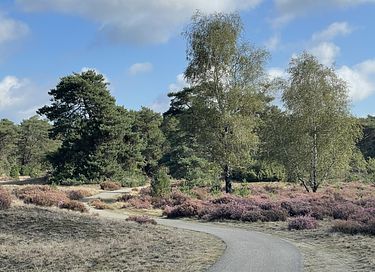 Casetta nel bosco sulla Veluwe in un villaggio turistico con piscina - 4