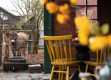 Bijzonder houten huisje tussen de dieren - 3