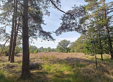 Cozy tiny house in nature in Twente - 21
