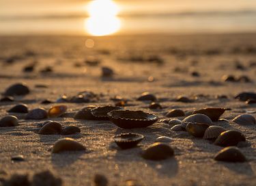 Strandhuisje in Zeeland voor 6 personen - 40