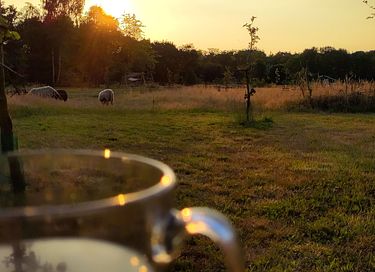 Knus tiny house met hottub (5p) in de natuur - 22