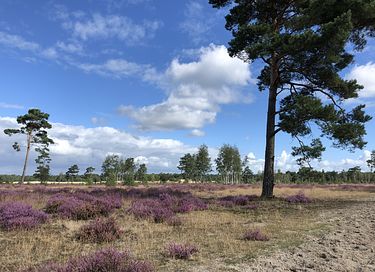 Pipowagen op de Veluwe, nabij heide & bos - 24