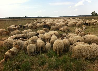 Belle maison de bien-être à Drenthe - 33