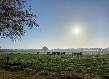 Mooi gelegen boshuis in Gelderland - 26
