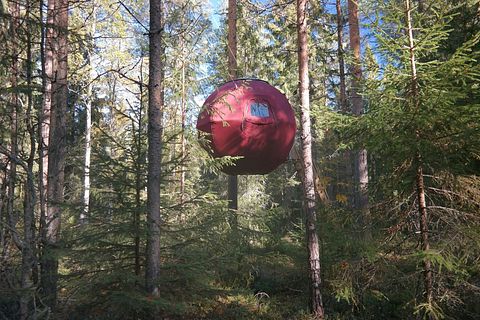 Tente glamping unique en pleine forêt - 2