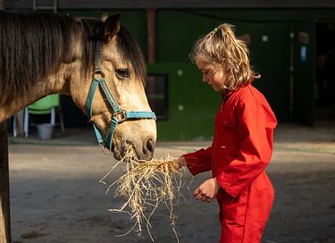 Glamping op een boerderij in Friesland - 4