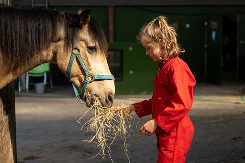 Glamping op een boerderij in Friesland - 4