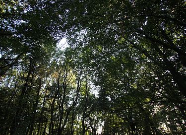 Glasjurte im Wald - 45