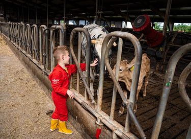Glamping at Young Cattle Farm - 9