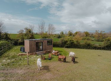 Tiny House zwischen Pferden und Ponys - 18