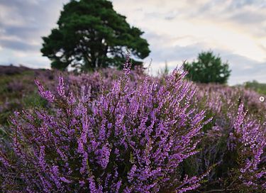 Special holiday home in nature reserve - 17