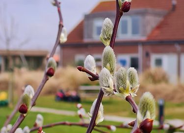 Charming stay on the Dutch coast - 15