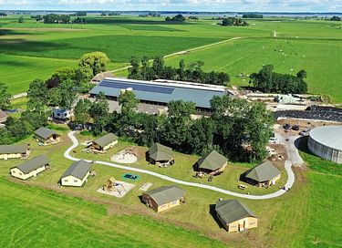 Glamping à la ferme des vaches laitières et des veaux - 2