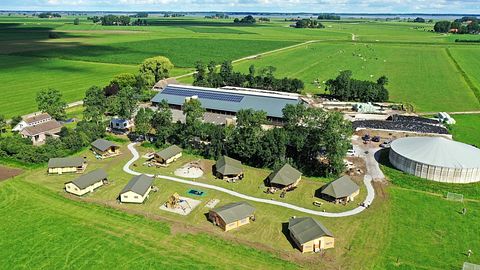 Glamping à la ferme des vaches laitières et des veaux - 2