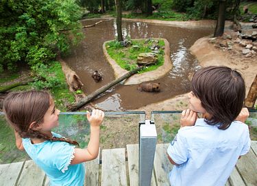 Lodge voor 6 personen met eigen hottub  - 29
