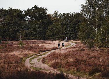 Une tiny house accueillante pour les chiens à Twente - 39