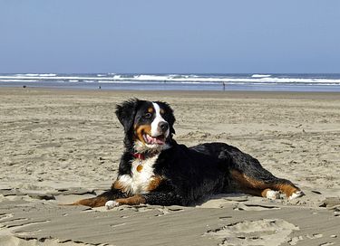 Lodge (6 pers.) in Meernähe (Hunde erlaubt) - 4