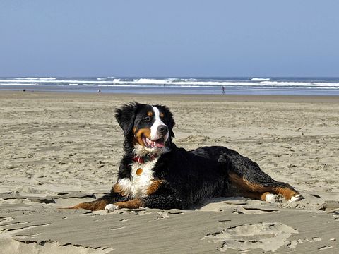 Lodge (6 pers.) in Meernähe (Hunde erlaubt) - 4