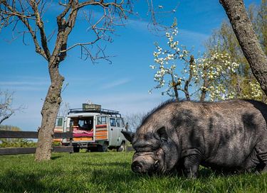 Slapen tussen de schapen in een tipi (5 pers) - 25