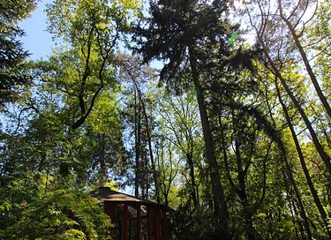 Glasjurte im Wald - 28