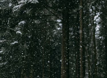 A unique overnight stay among the trees - 15