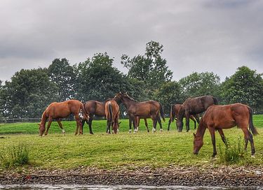 Cottage vicino a una fattoria-castello - 71