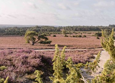Sfeervol overnachten in een tenthuisje - 20