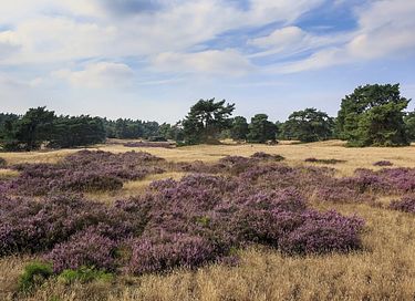 Ruime groepsaccommodatie (16p) op de Veluwe - 24