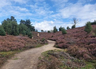 Pipowagen op de Veluwe, nabij heide & bos - 23