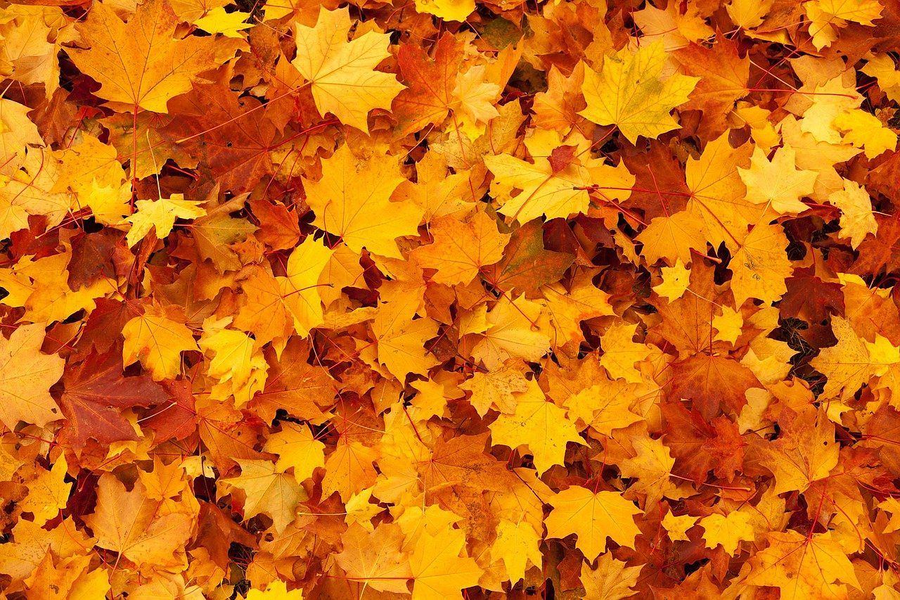 10 Exceptional Nights in the Autumn Holidays