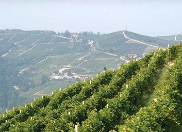 Logement de vacances au milieu des vignobles - 37