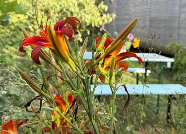Maison enveloppante dans un magnifique jardin de cueillette - 14