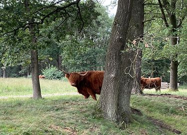 Waldhaus in Drenthe mit herrlicher Aussicht - 22