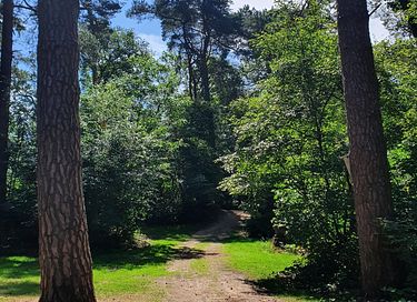 Gemütliche Gondel in den Wäldern von Drenthe - 13
