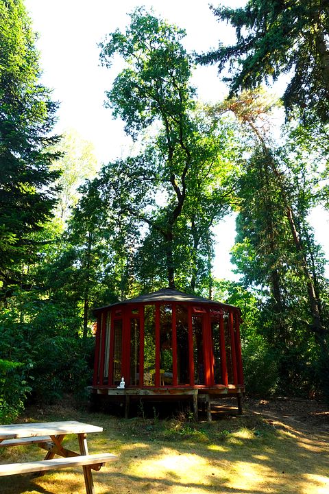 Glasjurte im Wald - 3
