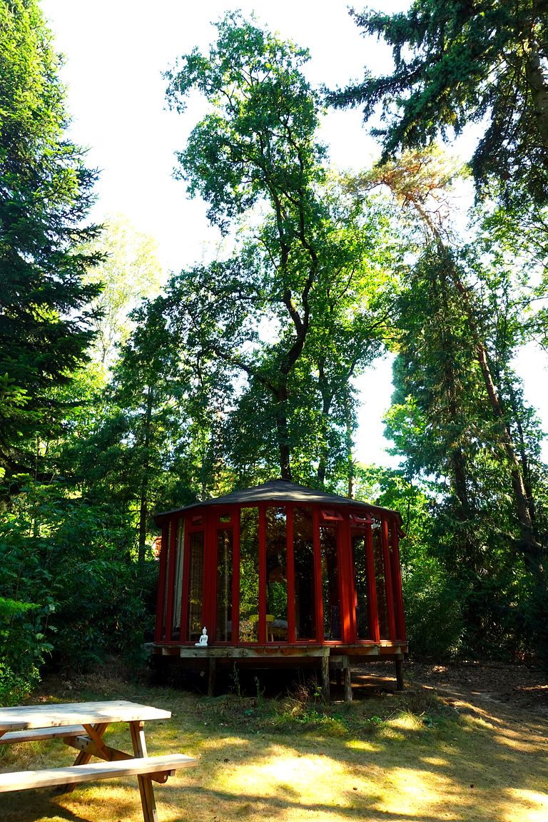Glasjurte im Wald - 1