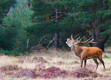 Un lodge durable dans un parc à Veluwe - 31