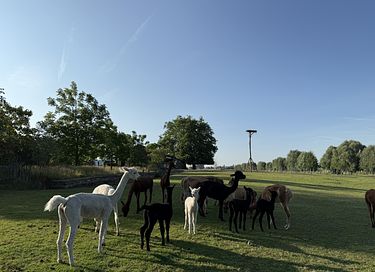 Overnachten met hottub tussen de alpaca's - 14