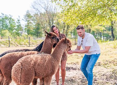 Spacious glamping lodge surrounded by nature; dogs welcome - 49