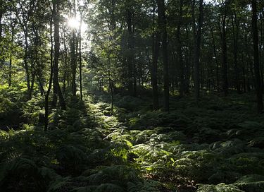 Mooi gelegen vakantiehuis midden op de Veluwe - 41
