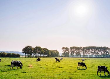 Luxe safaritent in een landelijke omgeving - 18