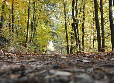Fairytale forest cottage in Drenthe - 26