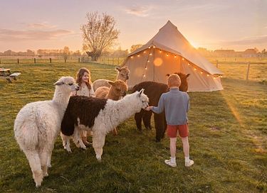 Glamping tussen de alpaca's