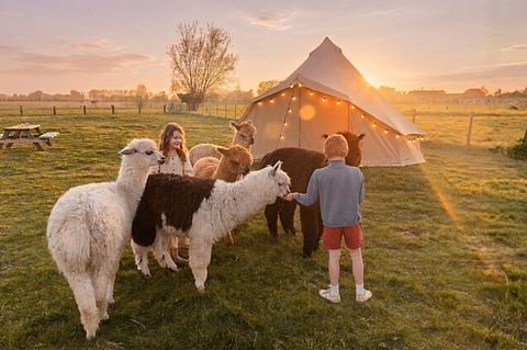 Glamping blandt alpakaerne - 3