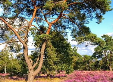 Luxuriöses Safarizelt auf der Veluwe (2p) - 29