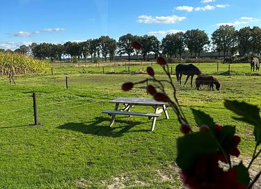 Tiny house op het platteland - 13