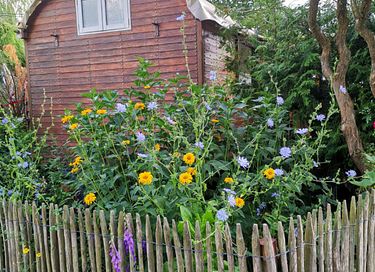 Ruime pipowagen in prachtige omgeving - 2
