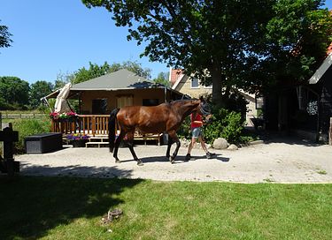 Luxe glamping in Noord-Holland - 17