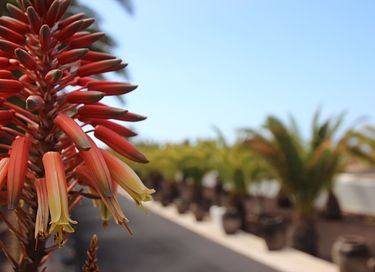 Logement de vacances à Alcalá - 13